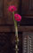 Jarrón para flores - colección: Murano